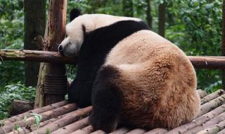 四川大熊猫基地 四川大熊猫基地