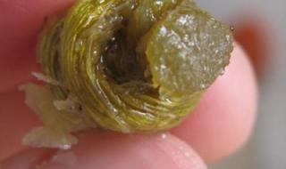 铁皮枫斗的价格 铁皮枫斗的价格