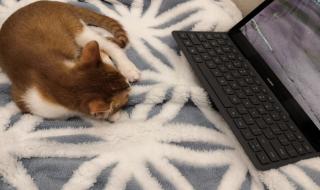 咬人猫真名 咬人猫真名