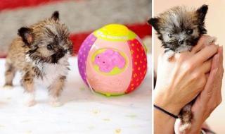 最小的手机 最小的手机